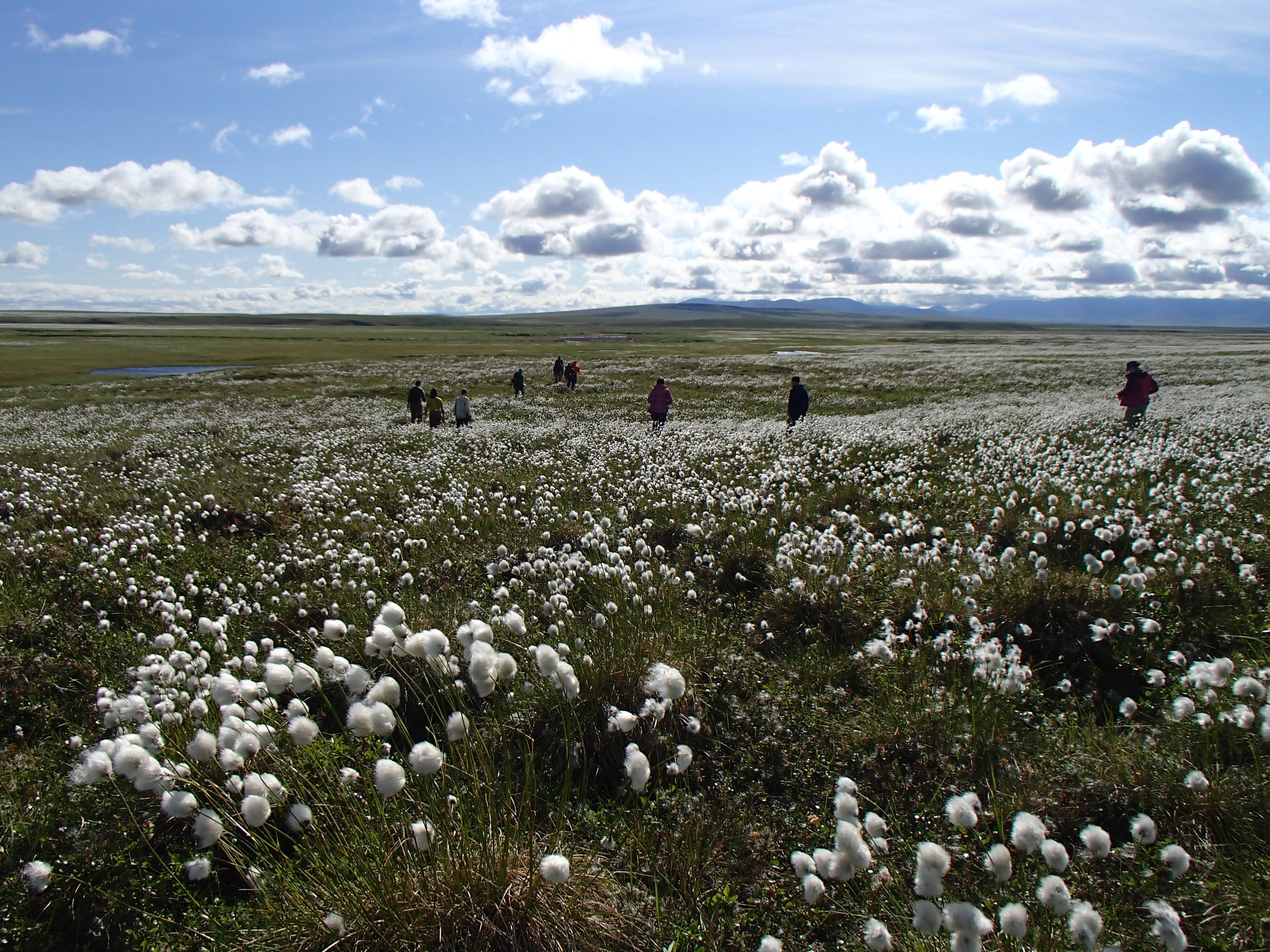 Cotton grass ARCUS Media Archive