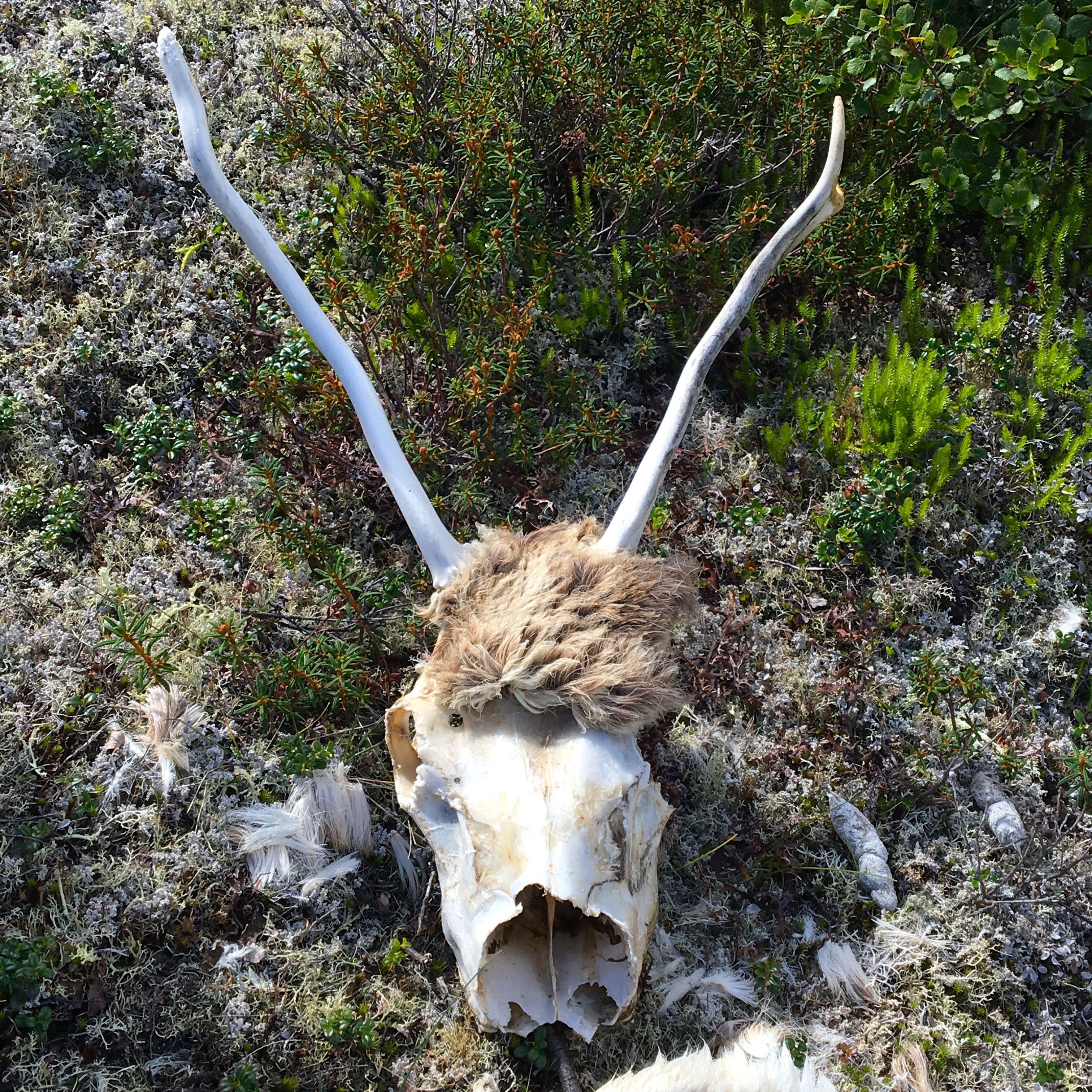 caribou skull