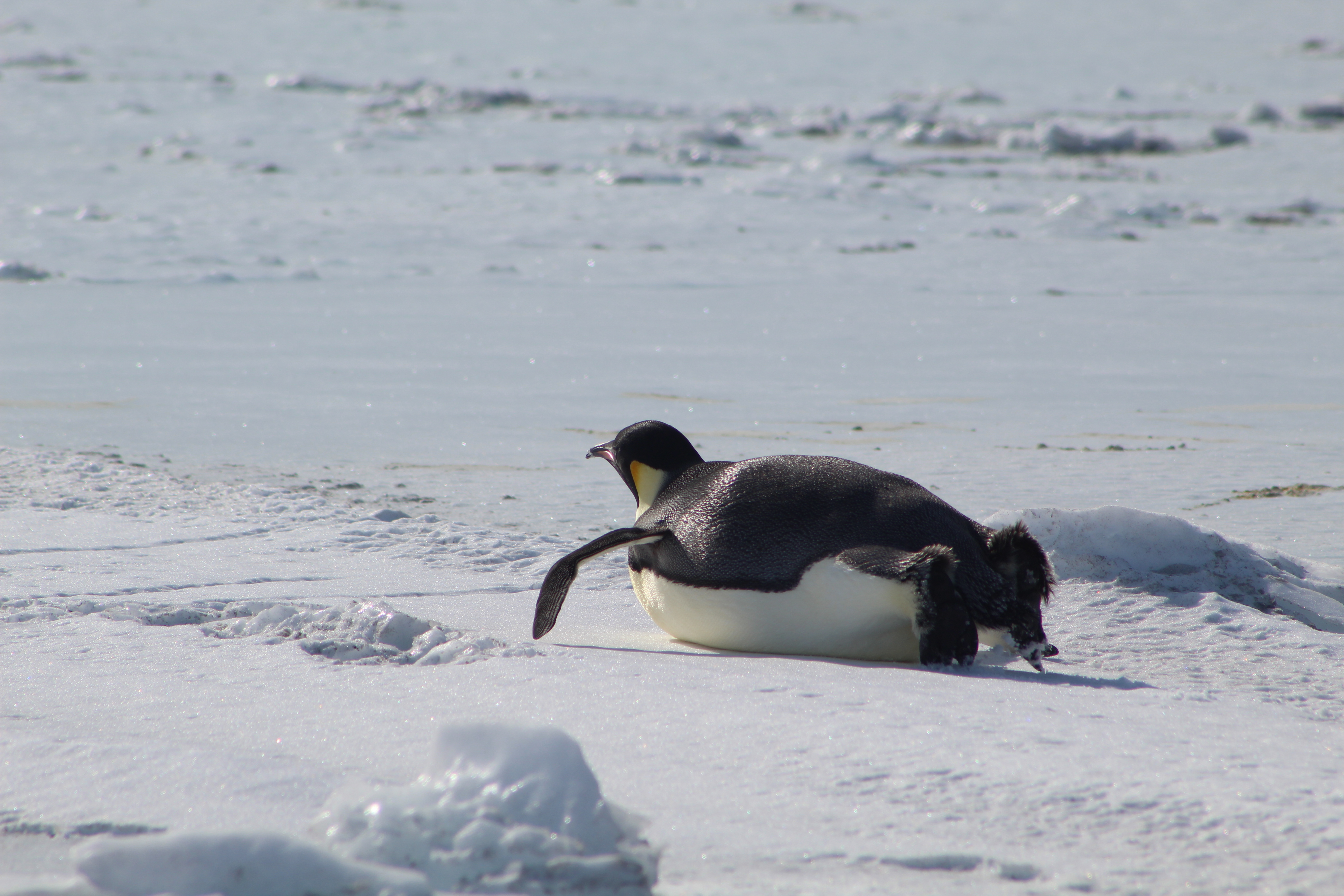penguin sliding on belly