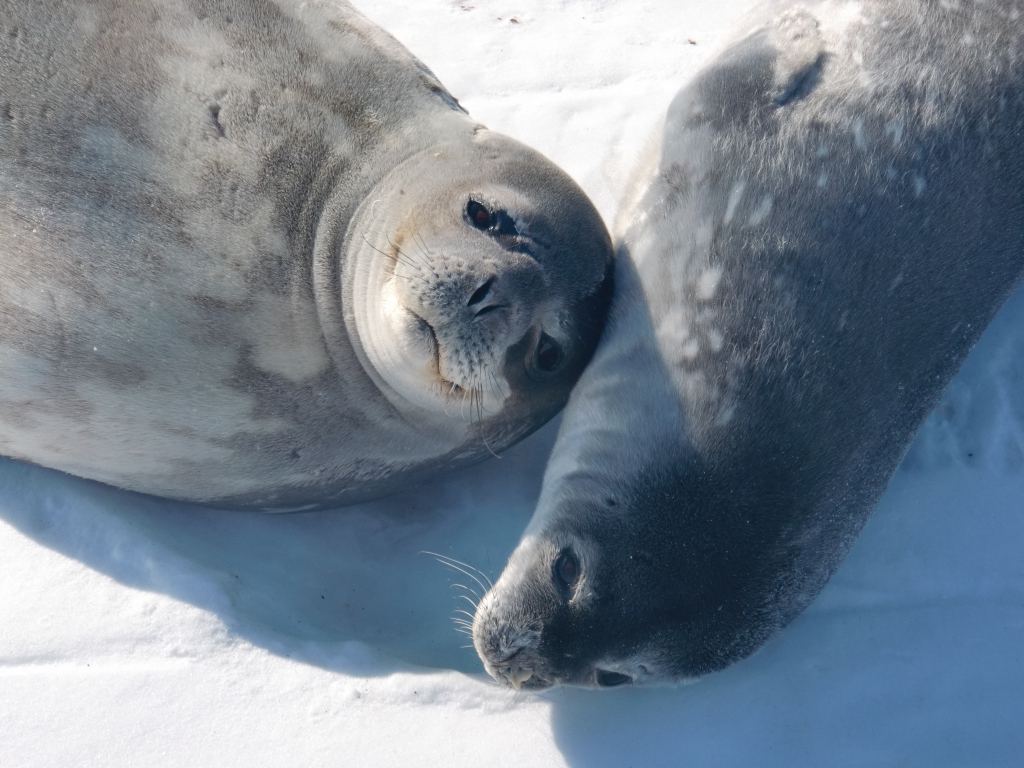 Weddell Seal And Pup 1 Polar Media Archive   Eilers CIMG1219 