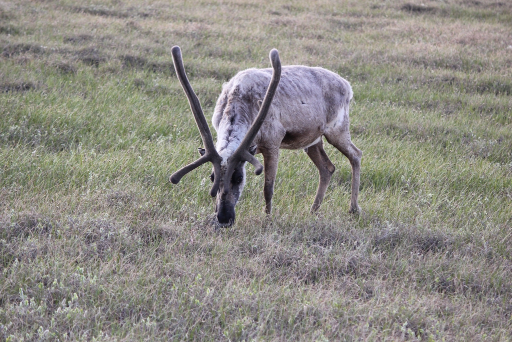 Caribou eating tundra (1) Polar Media Archive