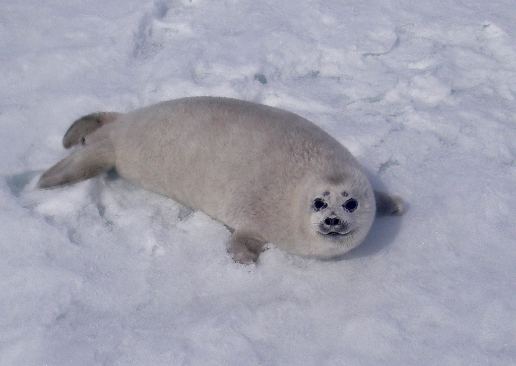 baby spotted seal