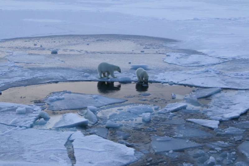 A polar bear watches carefully as her yearling cub paws at ice chunks in an area of open water. Aboard the R/V Akademik Fedorov in the Central Arctic Ocean.