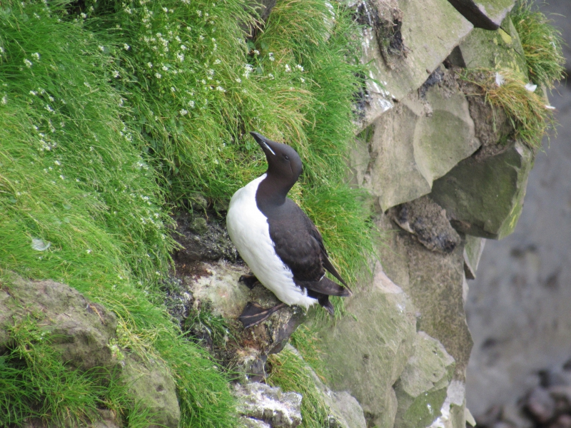 A thick-billed murre perched on the cliffside. Note its defining "milk mustache" that easily differentiates it from a common murre. Kiveepuk Bay, St. Lawrence Island, Alaska.