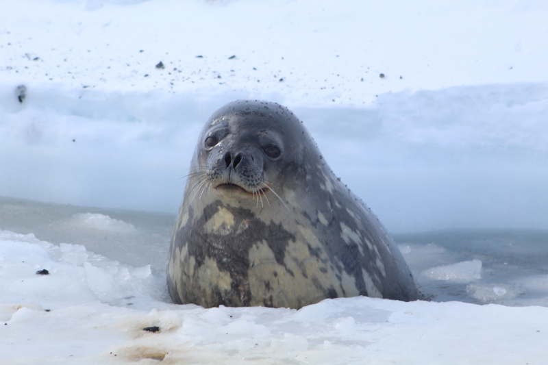 A Weddell seal pokes their head out of the water. Hutton Cliffs, Antarctica.