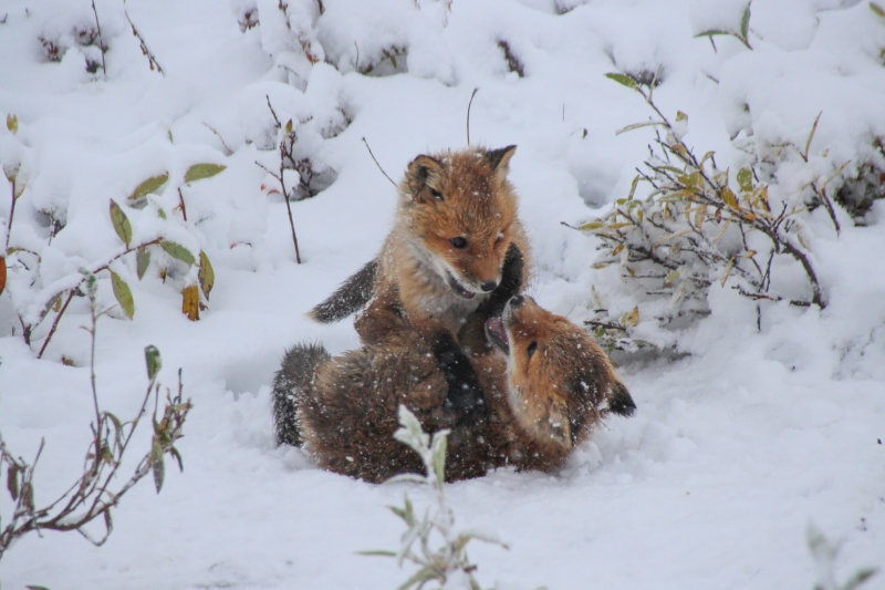 Two red fox kits play in the snow outside of Toolik Field Station, Alaska.